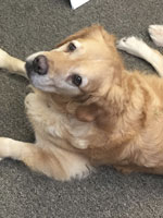 Kaiser & Molly, therapy dogs